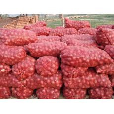 供應(yīng)洋蔥 優(yōu)質(zhì)果品洋蔥生產(chǎn)廠家與價格分析