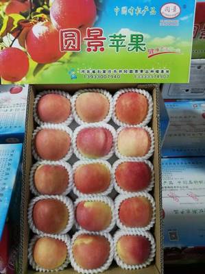 金秋采摘正當(dāng)時(shí)，井陘小作“圓景”紅富士邀您共品豐收樂(lè)